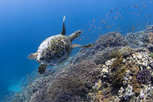 Quirimbas National Park 34