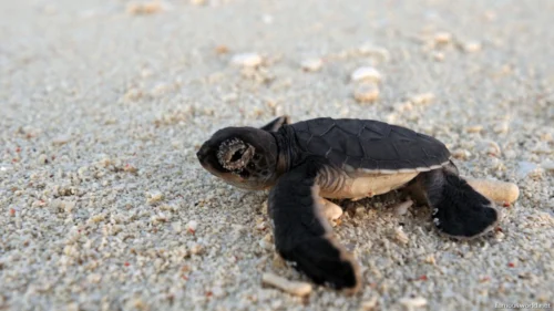 Quirimbas National Park 35