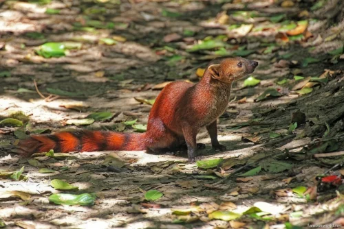 Ranomafana National Park 13