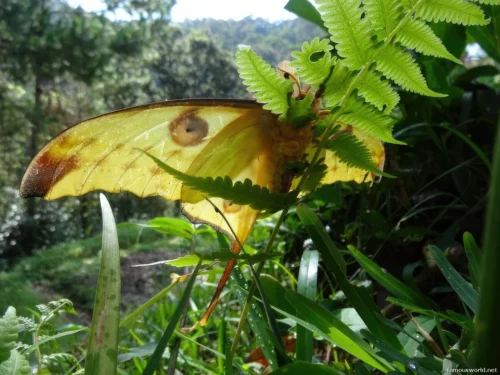 Ranomafana National Park 14