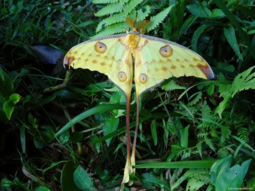Ranomafana National Park 15