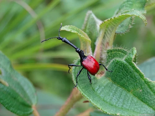 Ranomafana National Park 16