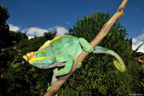 Ranomafana National Park 17