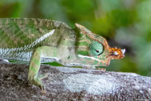 Ranomafana National Park 21