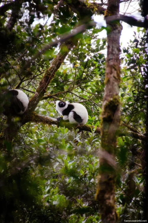 Ranomafana National Park 25