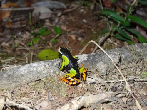Ranomafana National Park 26