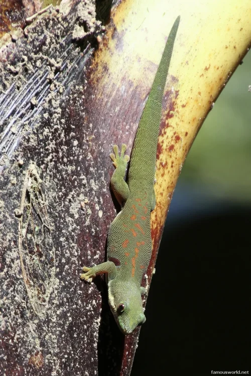 Ranomafana National Park 30