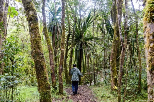 Ranomafana National Park 31