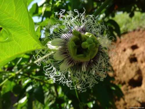 Ranomafana National Park 32