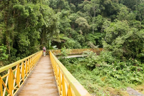 Ranomafana National Park 33