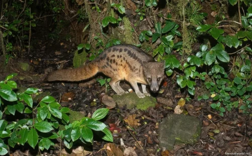 Ranomafana National Park 36
