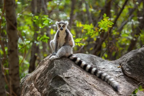 Ranomafana National Park 38