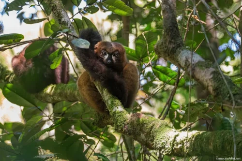 Ranomafana National Park 40