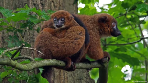 Ranomafana National Park 41