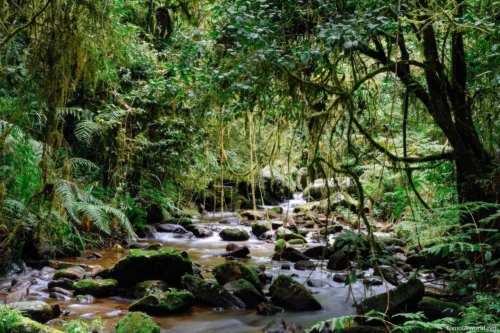 Ranomafana National Park 42