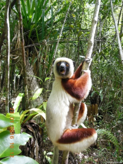 Ranomafana National Park 43