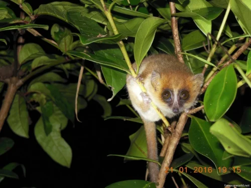 Ranomafana National Park 44