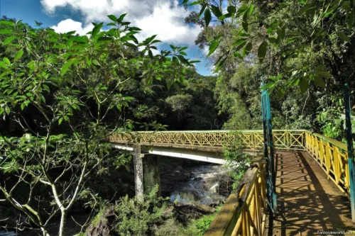 Ranomafana National Park 45