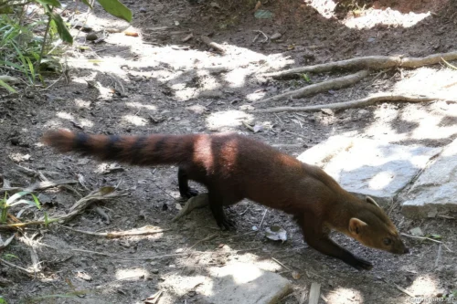 Ranomafana National Park 46
