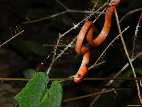 Ranomafana National Park 50