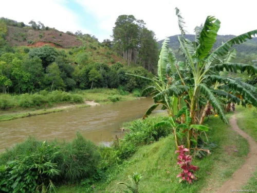 Ranomafana National Park 51