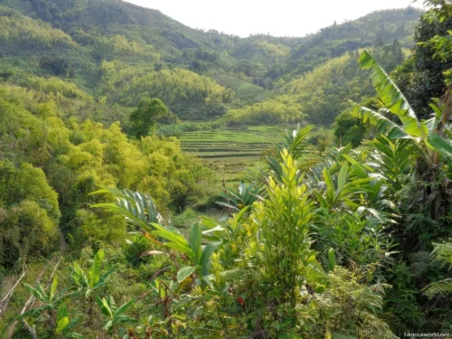 Ranomafana National Park 52