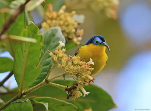 Ranomafana National Park 54