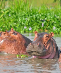 Rusizi National Park
