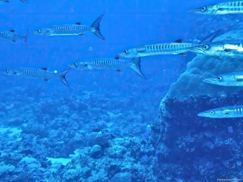 Sanganeb Marine National Park 07