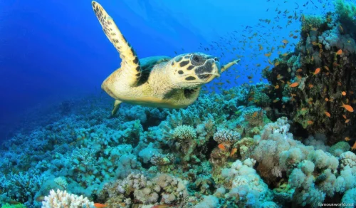 Sanganeb Marine National Park 10