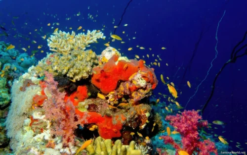 Sanganeb Marine National Park 20