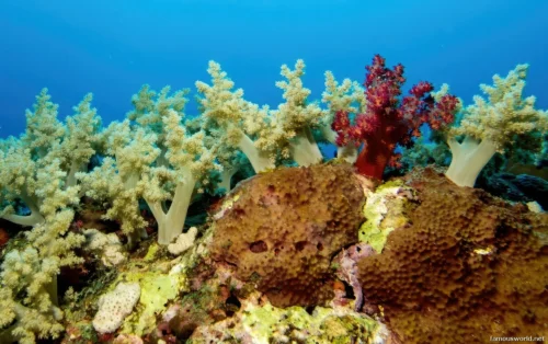 Sanganeb Marine National Park 22