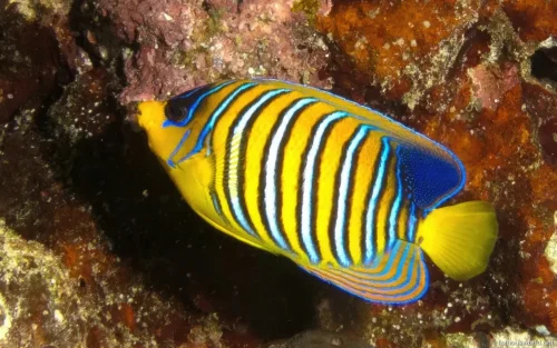 Sanganeb Marine National Park 25