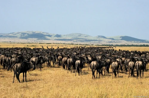 Serengeti National Park 10