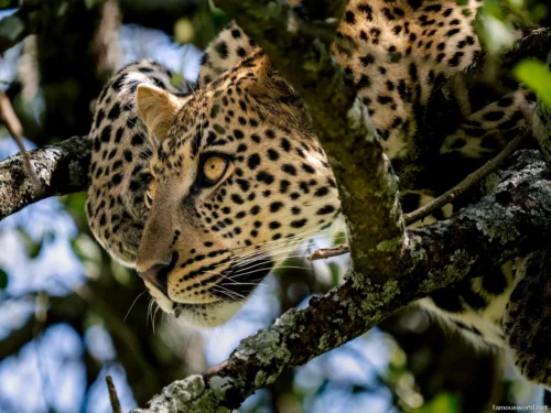 Serengeti National Park 13