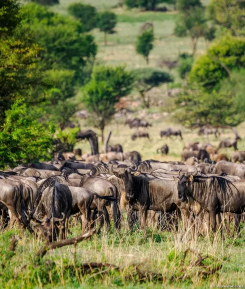 Serengeti National Park 27