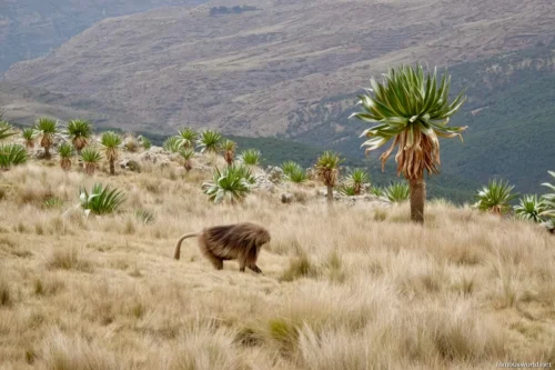 Simien Mountains National Park 04