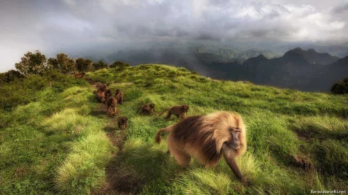 Simien Mountains National Park 11