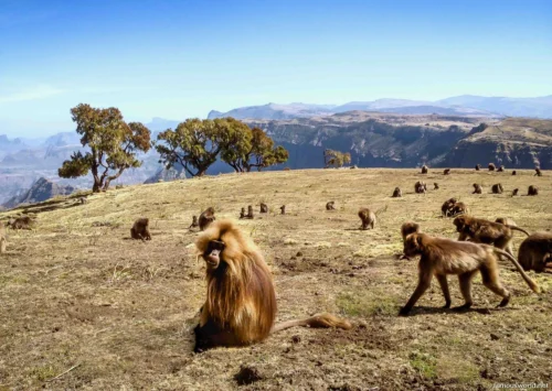 Simien Mountains National Park 13