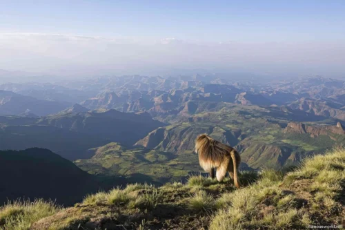 Simien Mountains National Park 15