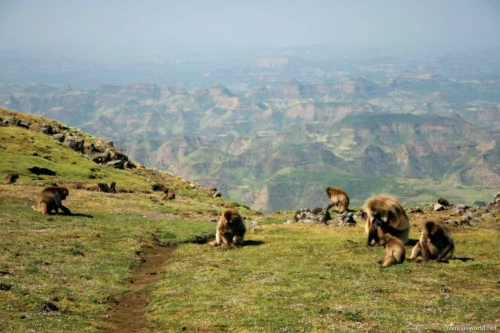 Simien Mountains National Park 17