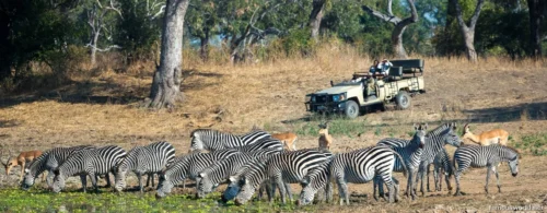 South Luangwa National Park 02