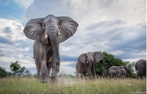 South Luangwa National Park 03