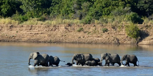 South Luangwa National Park 11