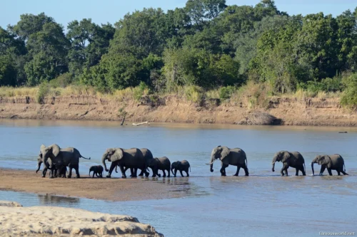 South Luangwa National Park 12