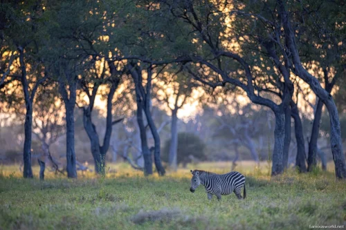 South Luangwa National Park 15