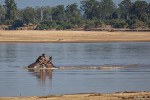 South Luangwa National Park 16