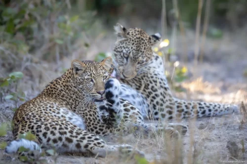 South Luangwa National Park 17
