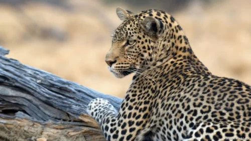 South Luangwa National Park 23