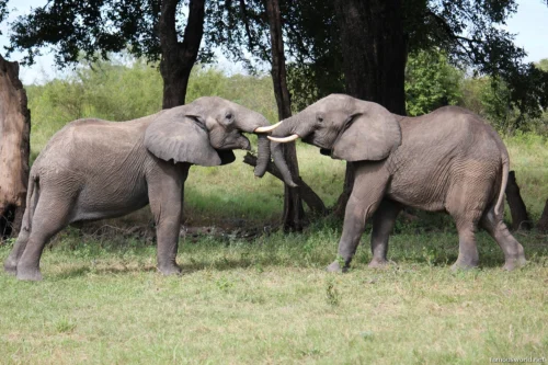 South Luangwa National Park 31